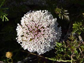 Daucus carota ssp gummifer